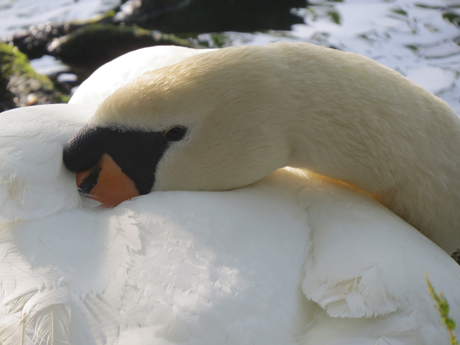 swan-1