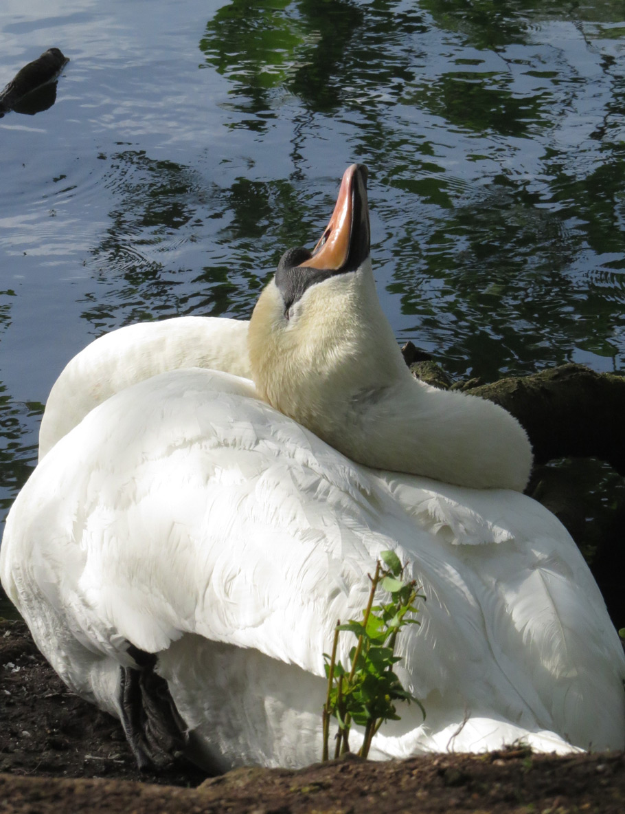 swan-2